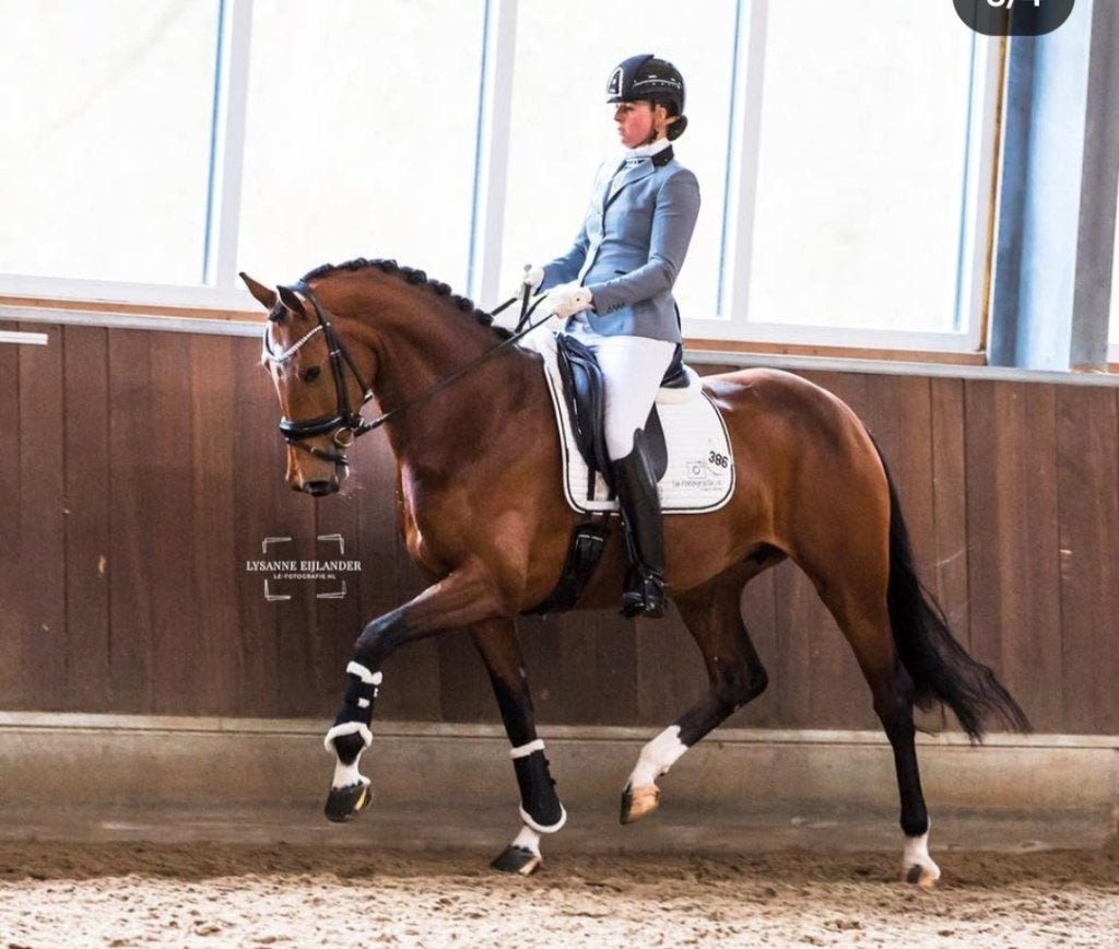 2 jarige dressuurmerrie uit top stam, Merrie, Met stamboom, Dressuurpaard, 0 tot 2 jaar