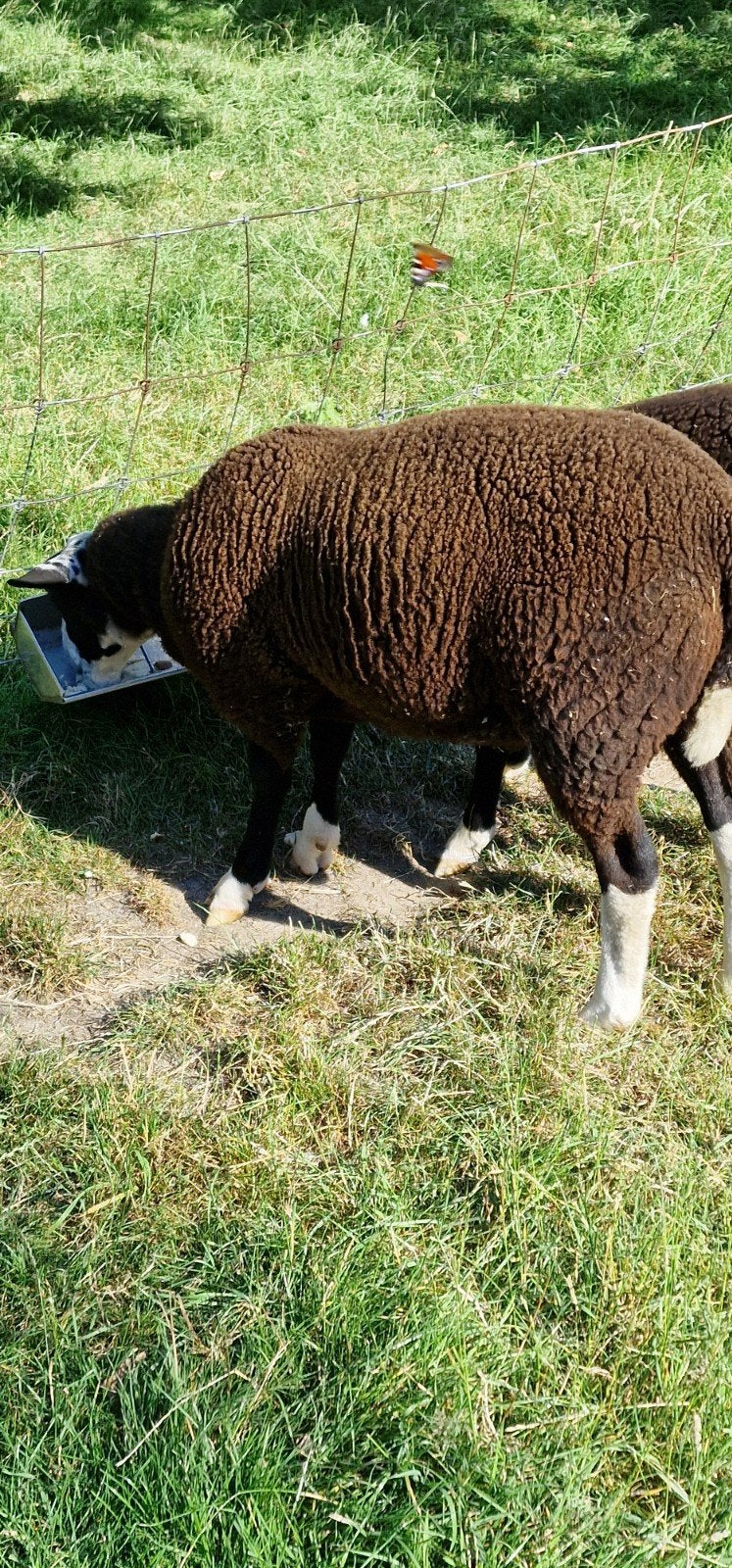 Mooie ram te koop, Animaux & Accessoires, Moutons, Chèvres & Cochons