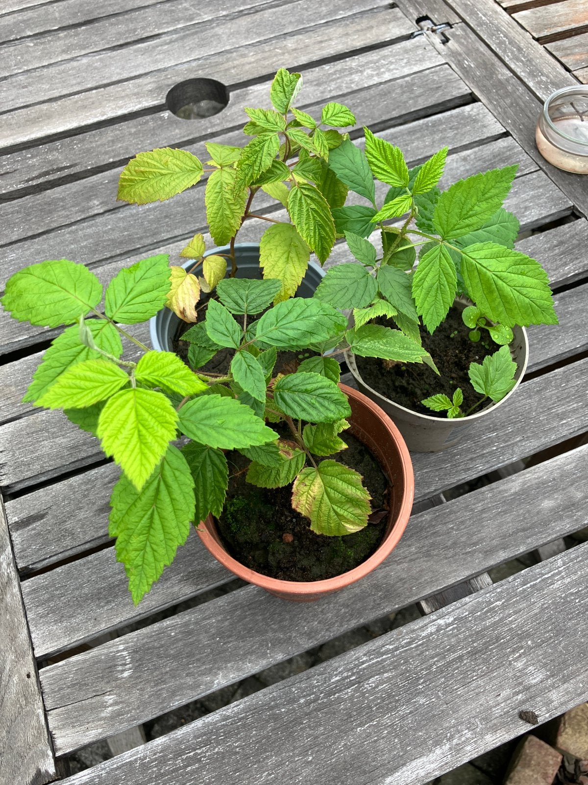 Framboze plant, Tuin en Terras, Ophalen