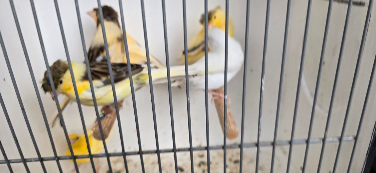 kanarie  20€ een  stuks, Dieren en Toebehoren