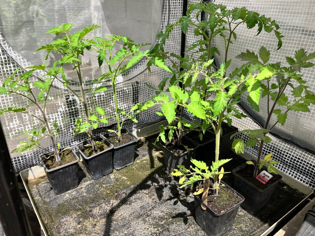 Tomatenplantjes klaar om uit te planten, Tuin en Terras, Planten | Tuinplanten, Ophalen, Volle zon, Groenteplanten, Eenjarig