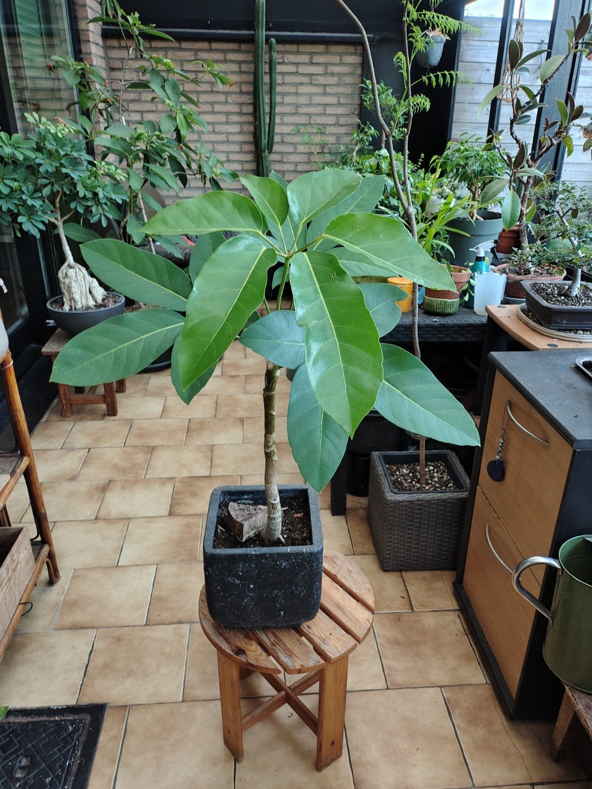 Schefflera actinophyllum,vingerplant, Ophalen, Halfschaduw, Minder dan 100 cm