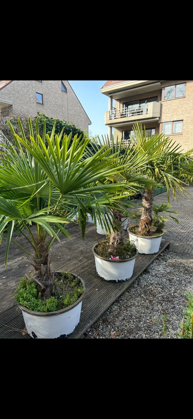 Palmbomen trachycarpus, Enlèvement