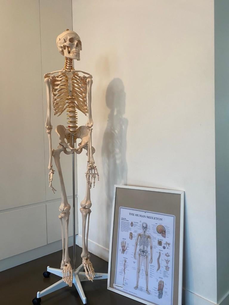 Skelet anatomie (+/-170cm) (incl poster), Diversen, Schoolbenodigdheden, Ophalen, Zo goed als nieuw