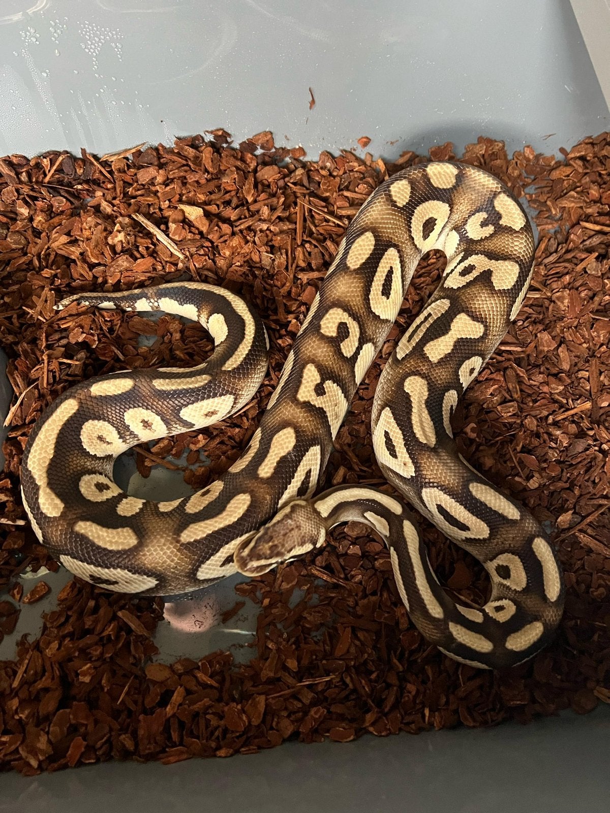 Ball python Pastel Phantom, Dieren en Toebehoren, Slang, 3 tot 6 jaar