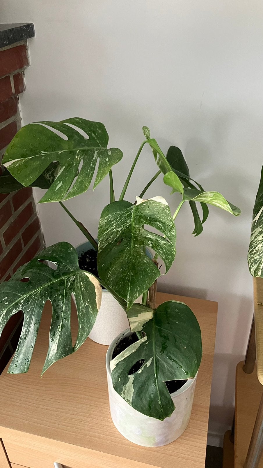 Monstera variegata, Huis en Inrichting, Kamerplanten, Ophalen of Verzenden