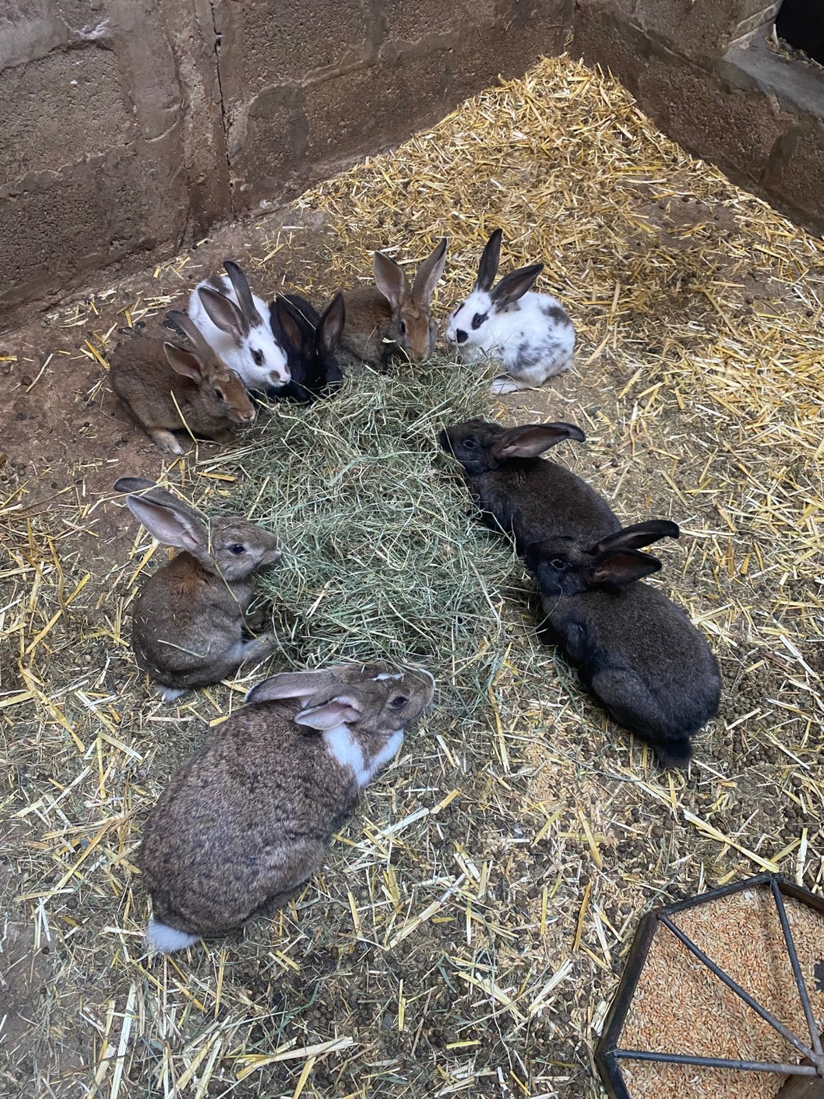 (Vlees) konijnen te koop, Meerdere dieren, Middelgroot, 0 tot 2 jaar