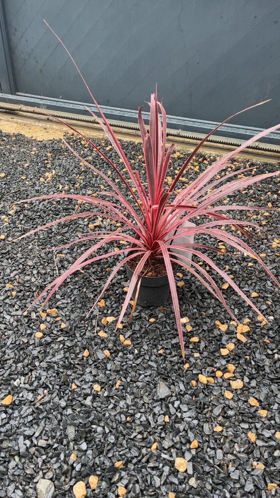 Cordyline “Charlie Boy”Plante exotique colorée et élégante, Enlèvement ou Envoi