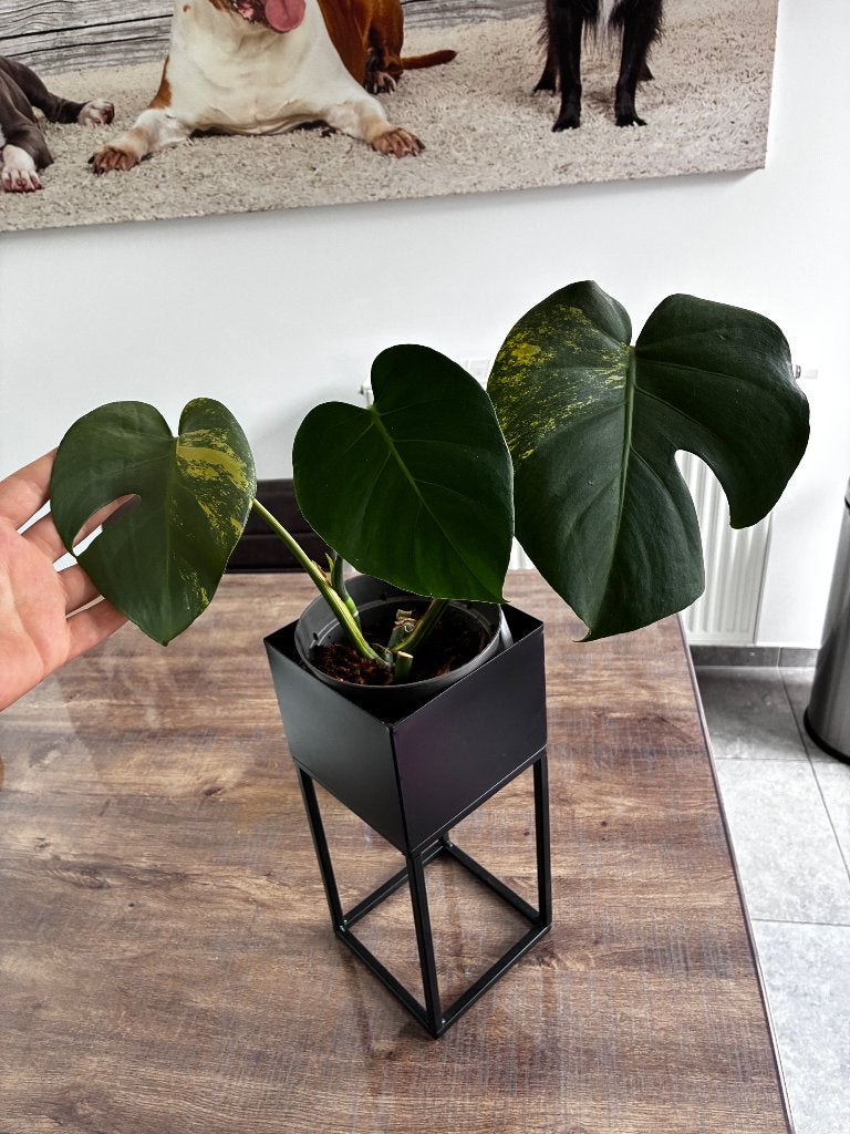 Monstera Aurea  variegata, Autres espèces, En pot, Enlèvement ou Envoi, Plante à fleurs