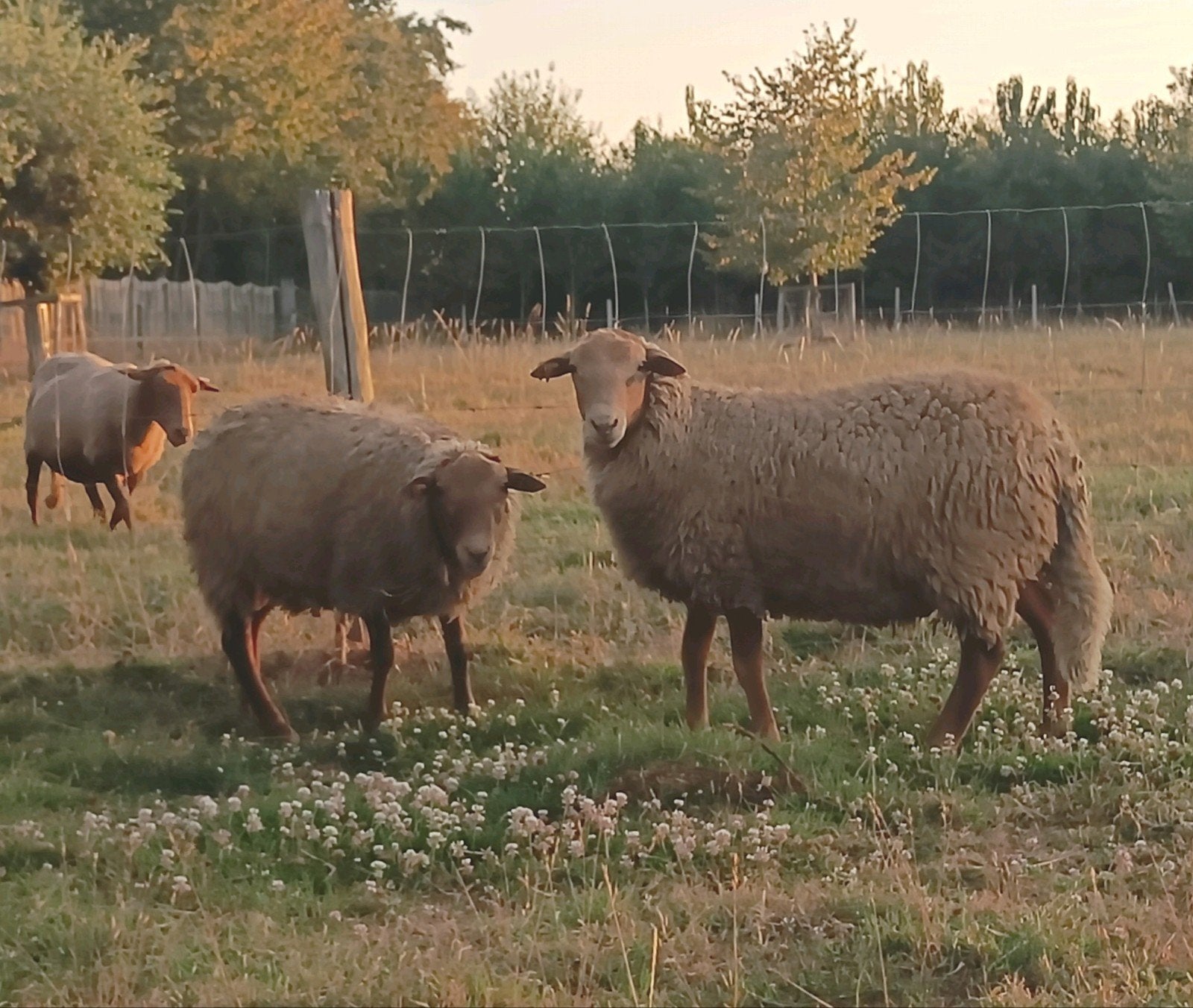 Ardense Voskop 2 ram lammeren, ingeschreven, Dieren en Toebehoren, Mannelijk, Schaap, 0 tot 2 jaar
