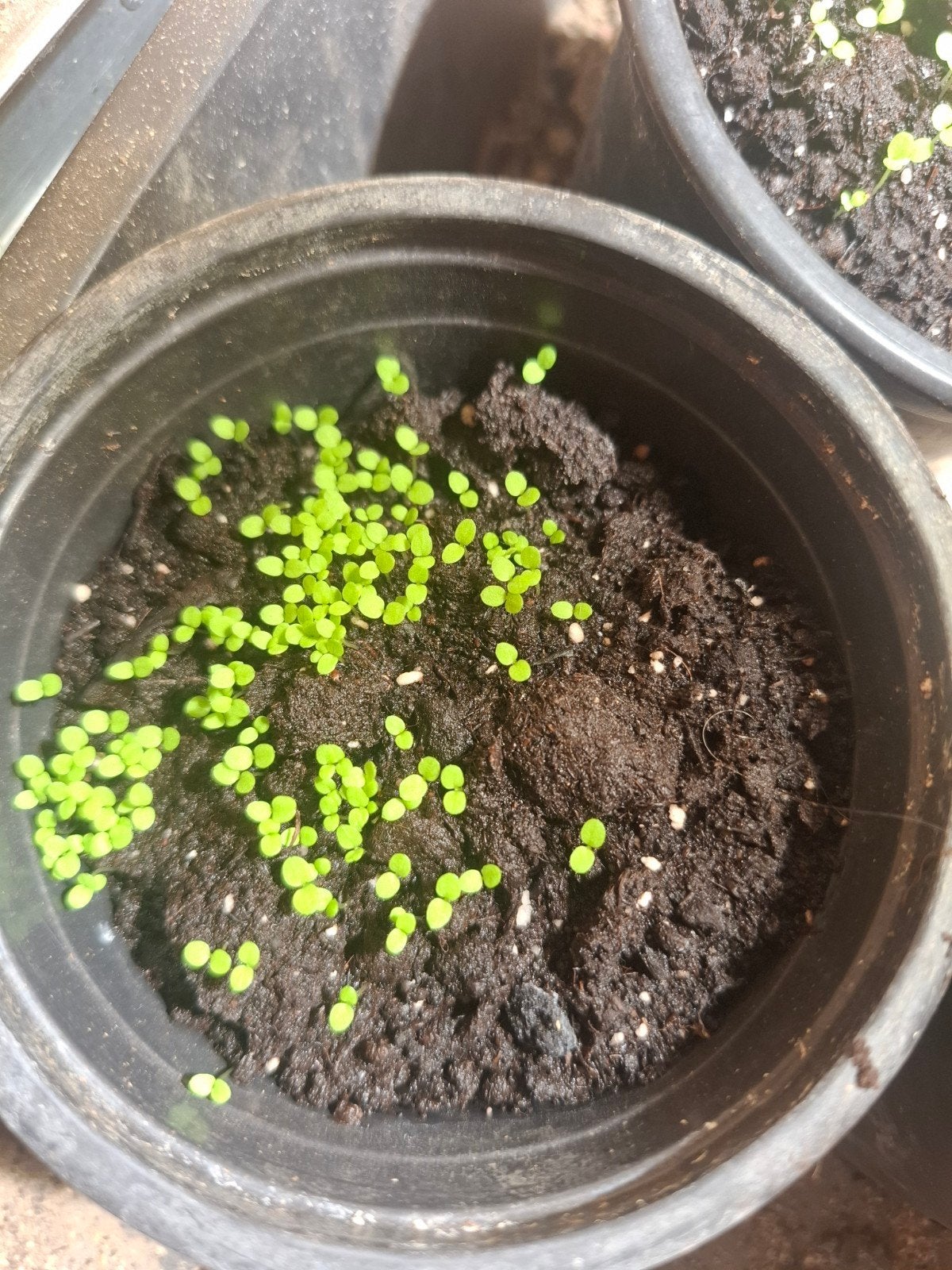 petit plant de tabac burley, Enlèvement