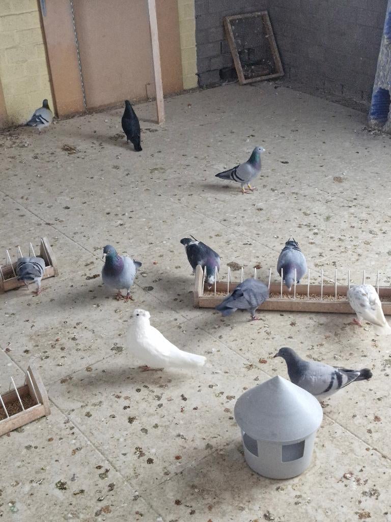 Postduiven en hoogvlieger, Dieren en Toebehoren, Vogels | Duiven