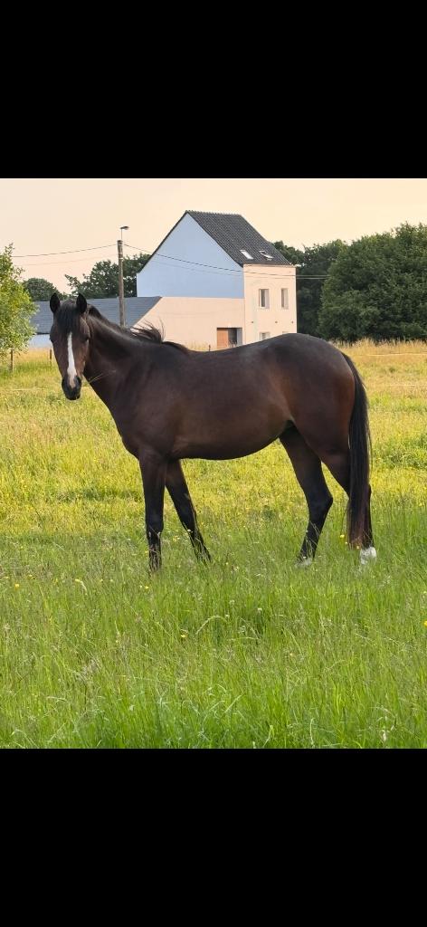 Meilleure opportunité pour un co-poney, Animaux & Accessoires, Poneys, Jument, Non dressé, Poney C (1.27 m à 1.37m), Poney de saut