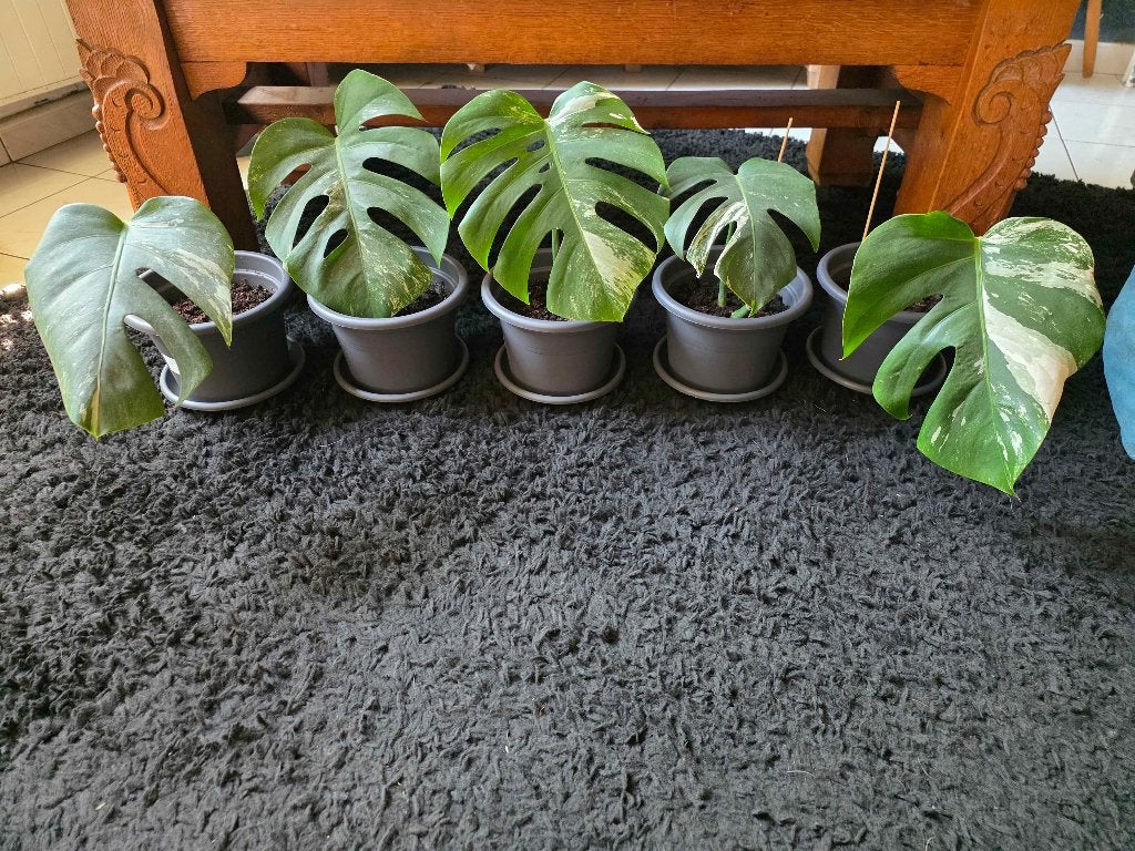 Monstera Variagata/Thai, Enlèvement, Autres espèces, En pot, Moins de 100 cm