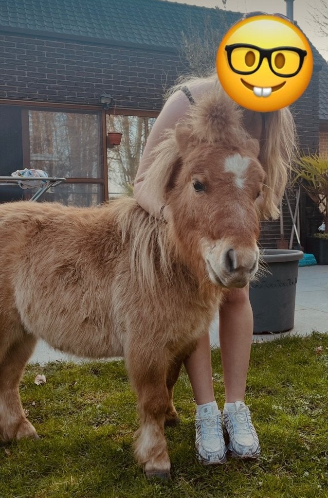 Kleine pony, Hongre, Poney de récréation, Ne s'applique pas, 3 à 6 ans