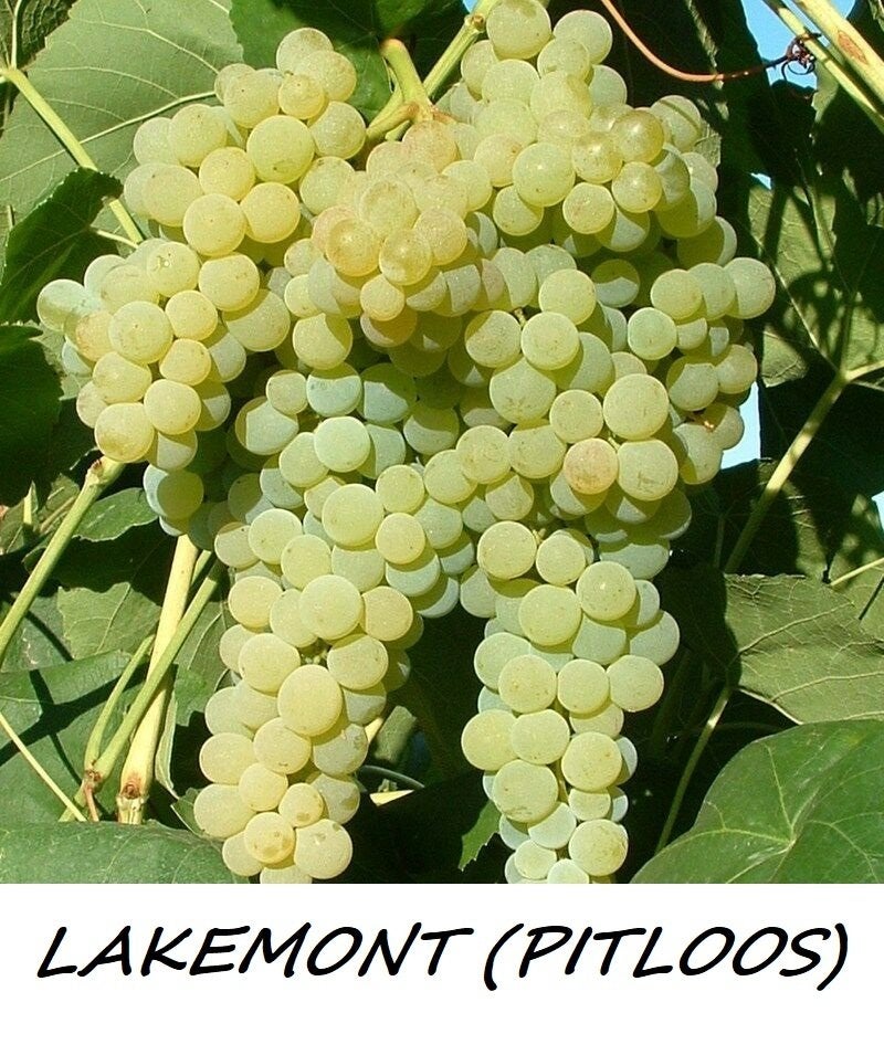 DRUIVELAARS LAKEMONT WIT PITLOZE DRUIVEN, 1 meter, 12€, Volle zon, Vaste plant, Ophalen of Verzenden, Fruitplanten
