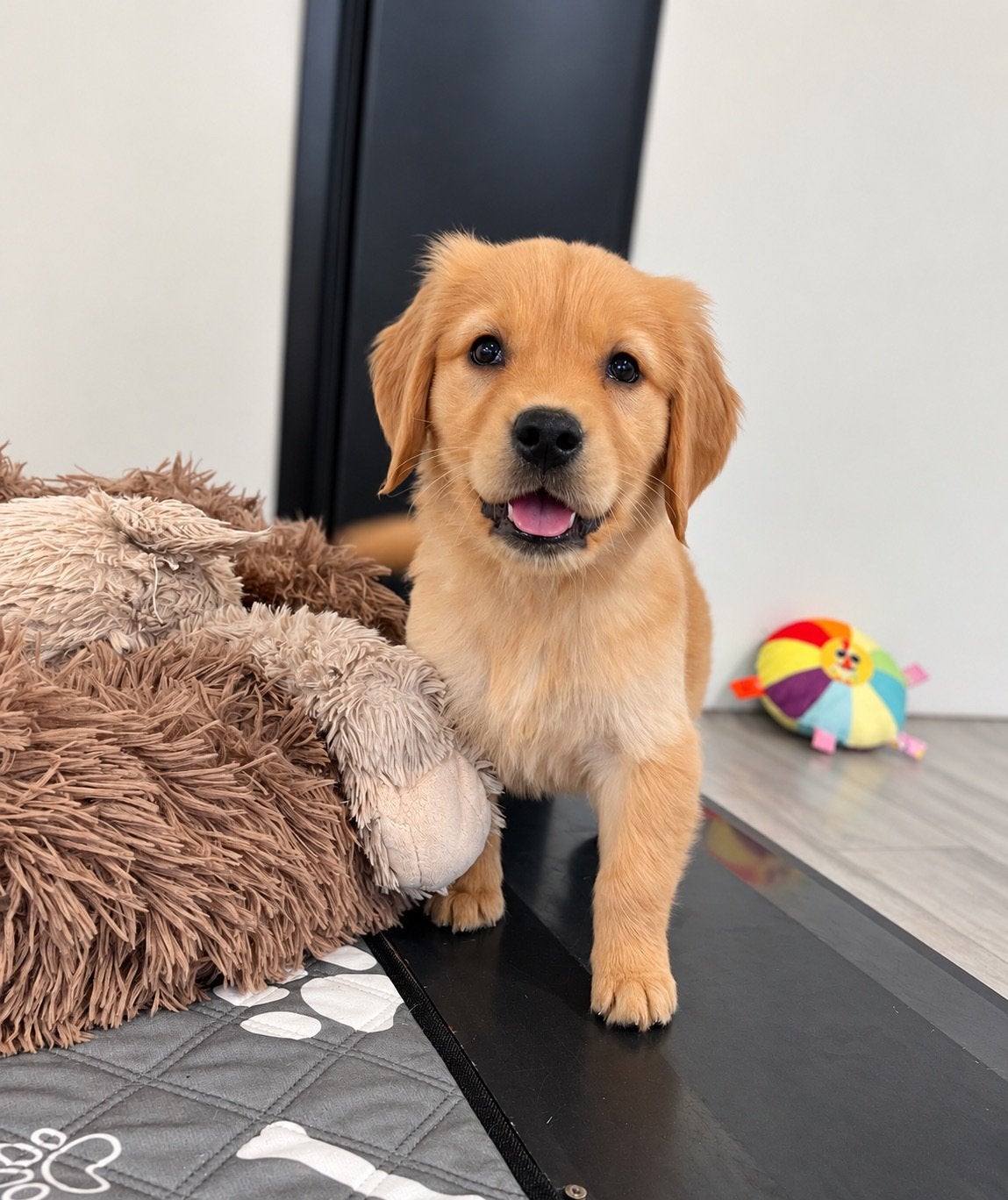 Beaux chiots golden retriever (parents testés), Animaux & Accessoires, Golden retriever, Maladie de Carré (chiens), Plusieurs