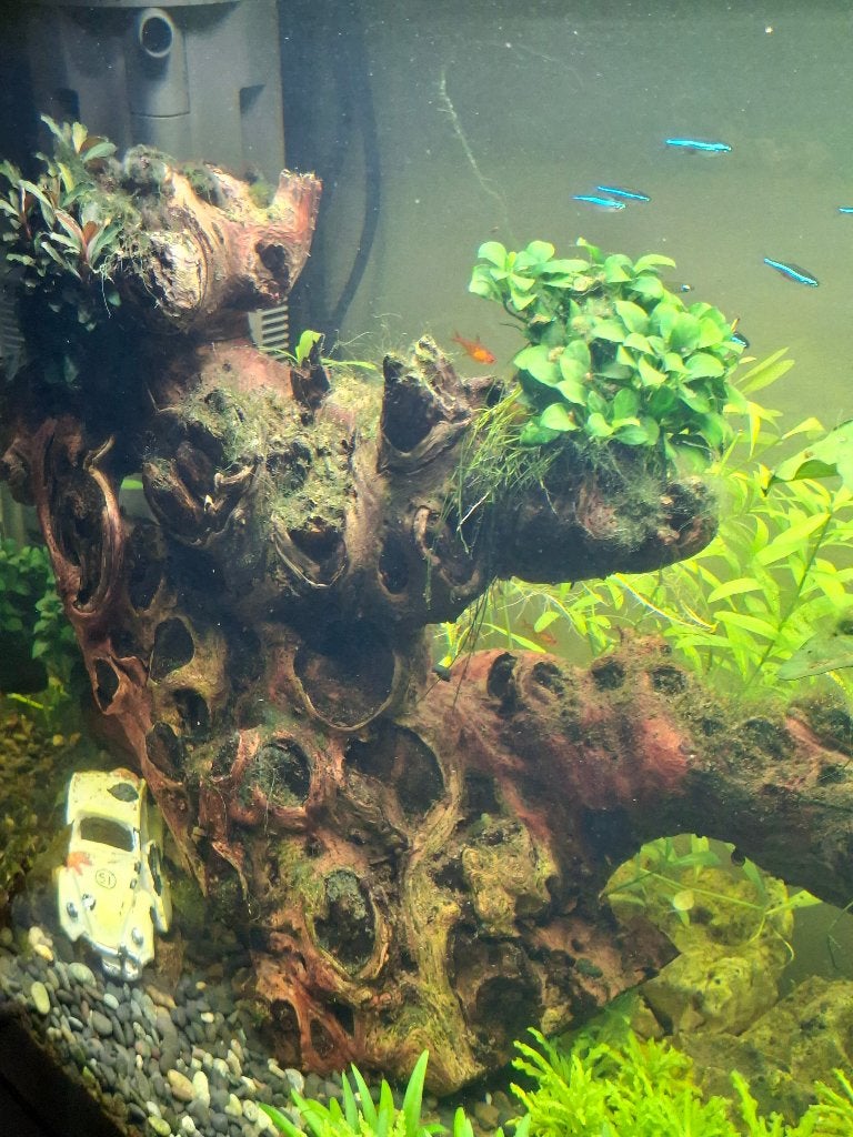 Apuarium 80x55x35 bhl, Dieren en Toebehoren, Ophalen, Inclusief vissen, Aquael, Gevuld zoetwateraquarium