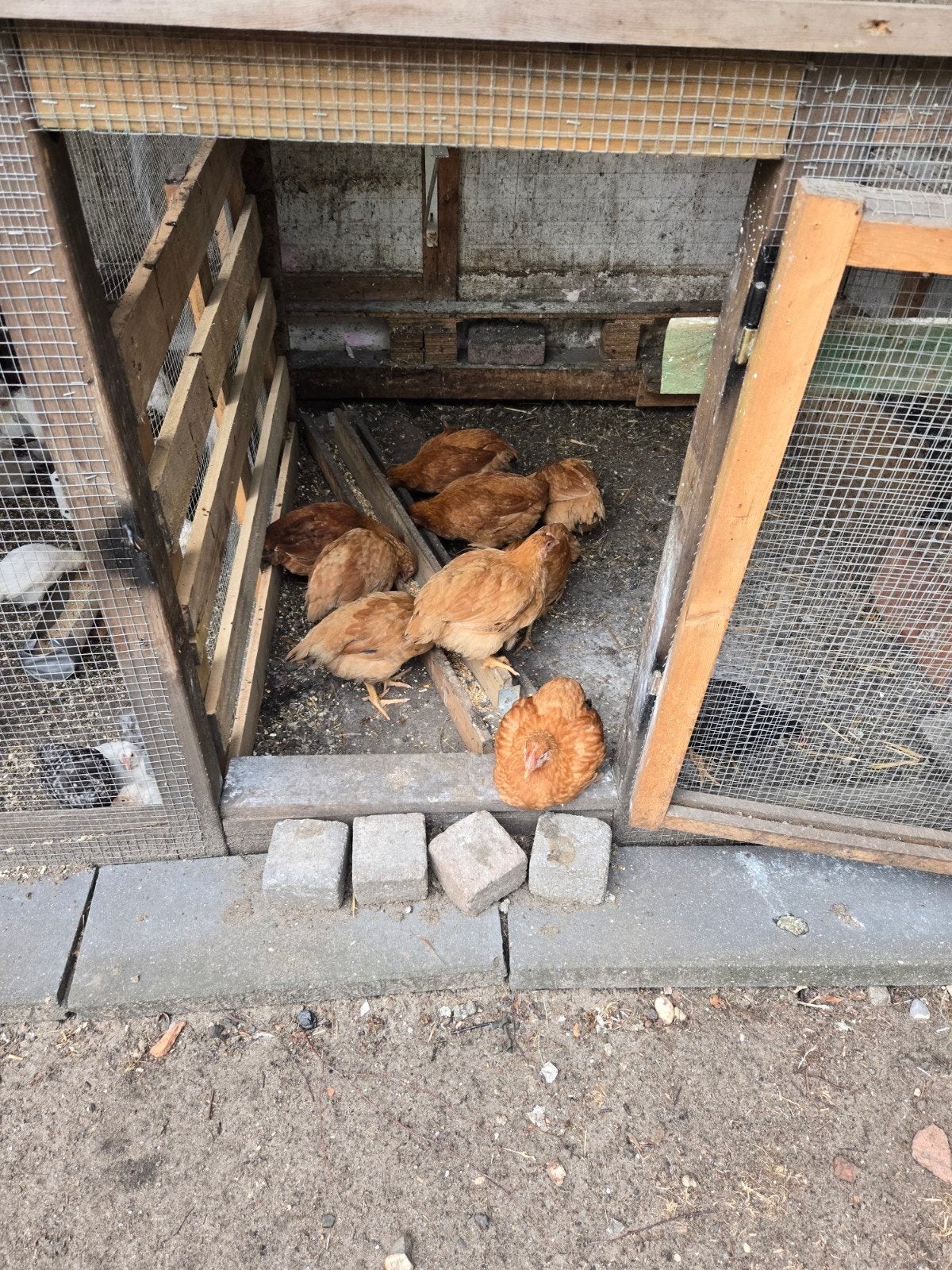 Jongen hennen, Dieren en Toebehoren, Pluimvee