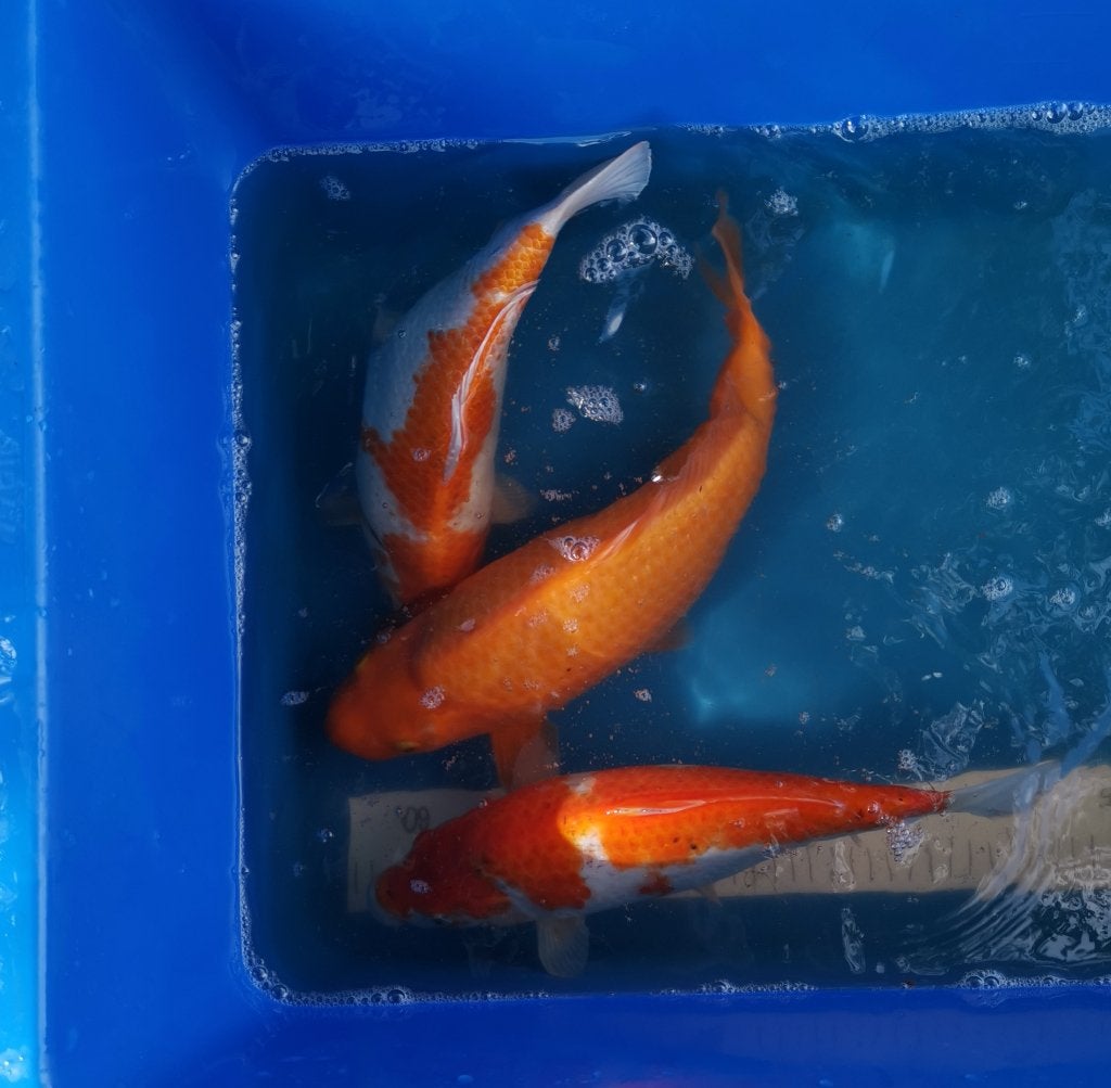 3 koïs japonaises, Dieren en Toebehoren, Karper of Koi