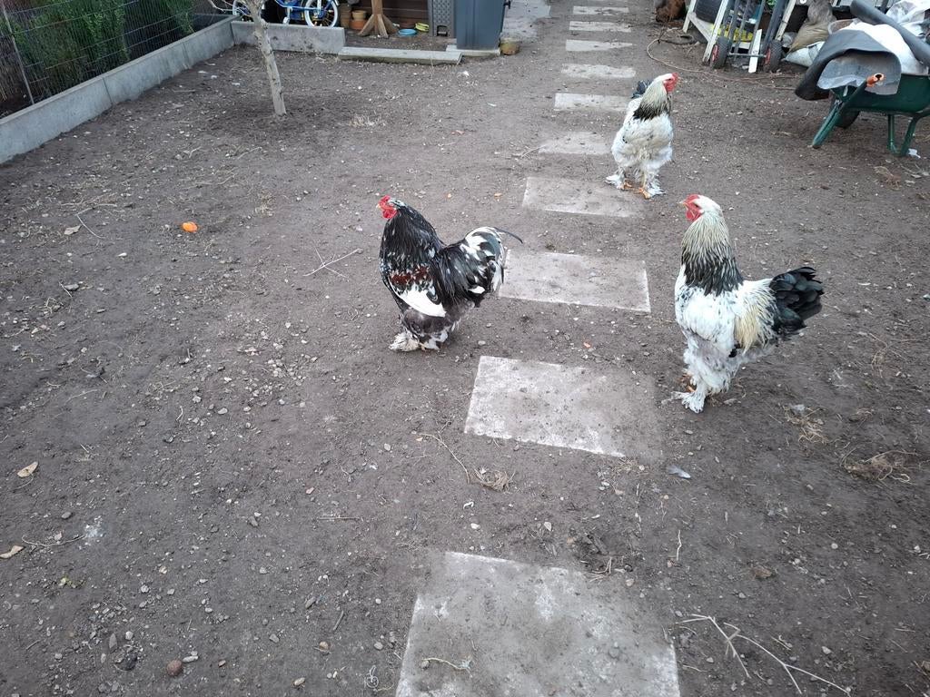 Bahamas Hannen, Dieren en Toebehoren