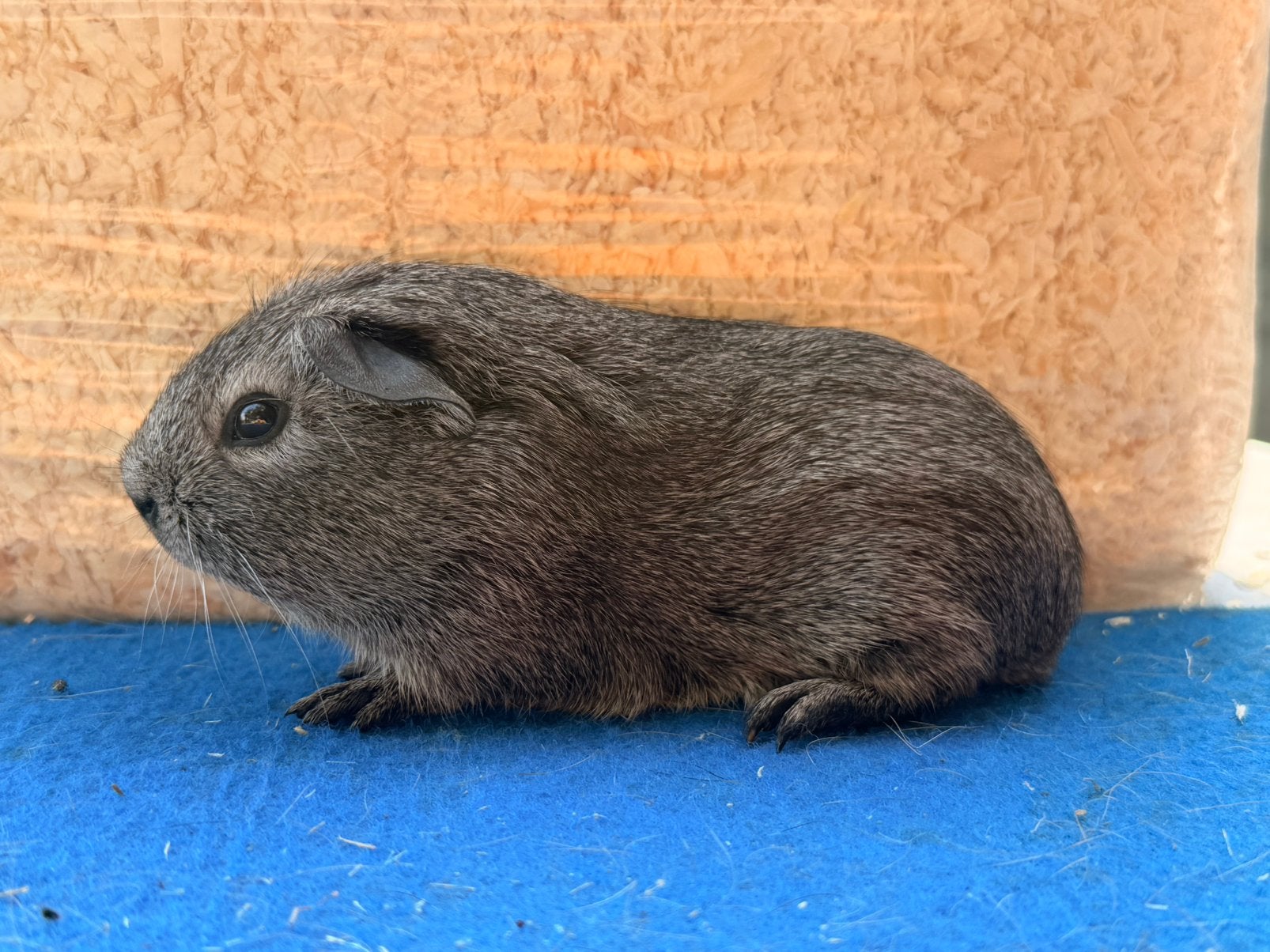 2 zilvergaouti beertjed (broers), Mâle, Domestique, Cobaye, Juillet