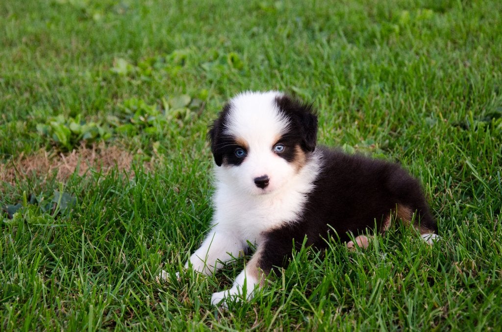 Border collie puppies geboren op boerderij, België, Particulier, CDV (hondenziekte), 8 tot 15 weken