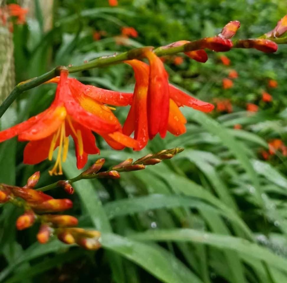 Oranje crocosmia , bloei voor volgend jaar, Tuin en Terras, Planten | Tuinplanten, Volle zon, Vaste plant, Zomer, Ophalen