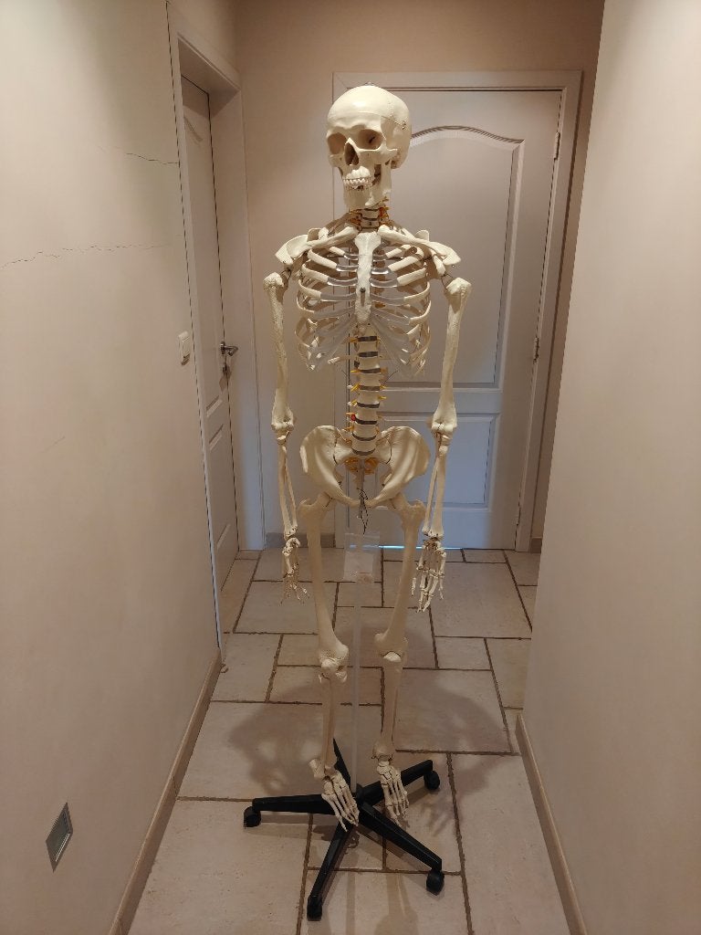 Anatomisch skelet, Ophalen, Nieuw