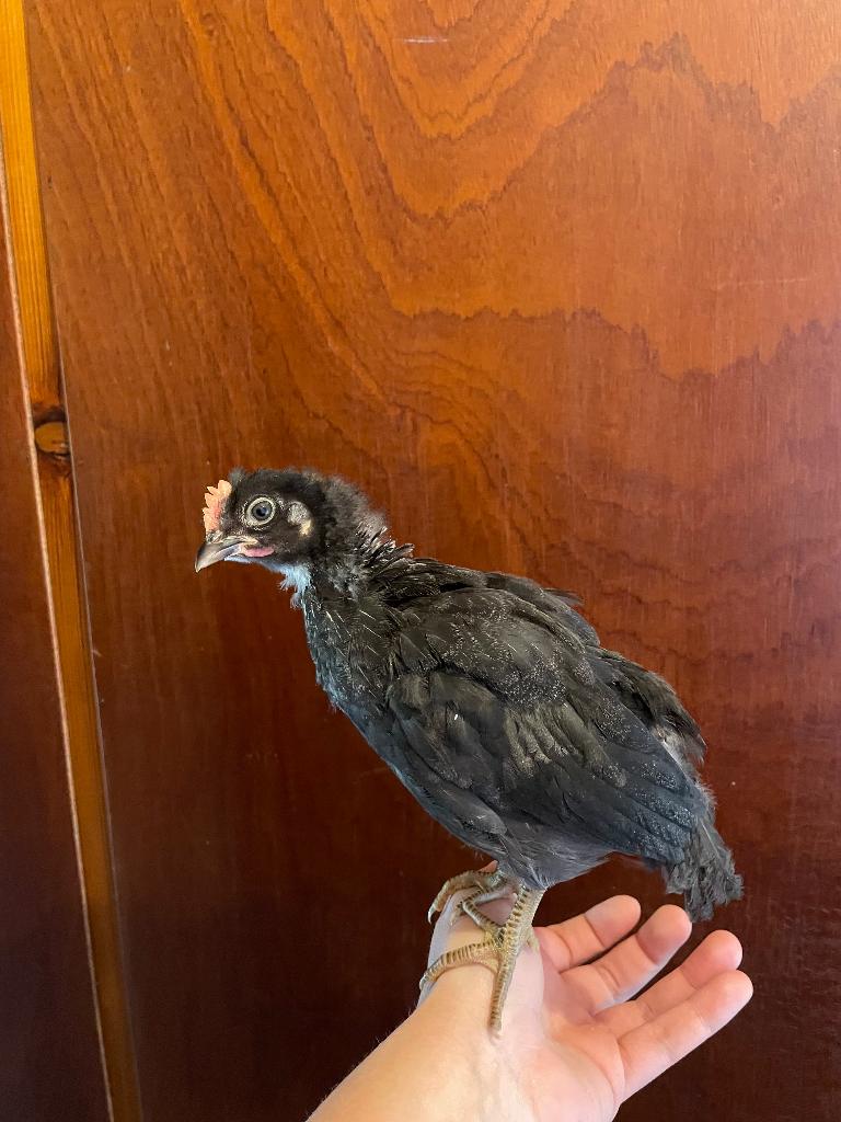 Jong haantje zoekt een nieuwe thuis, Mâle, Poule ou poulet