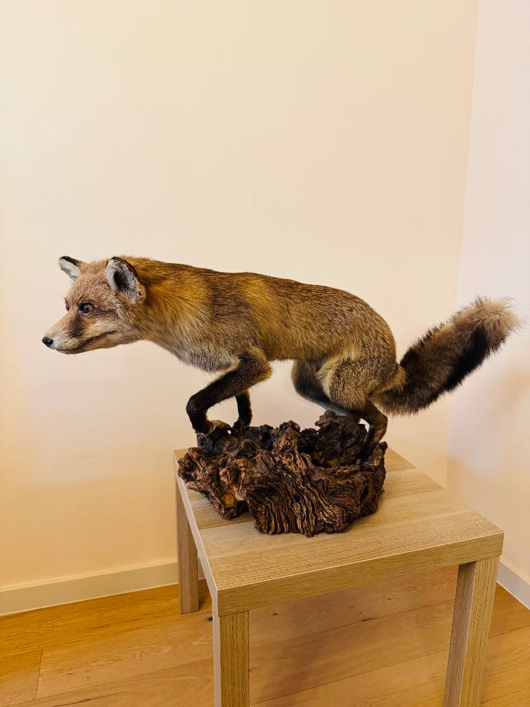 Taxidermie Renard, Enlèvement