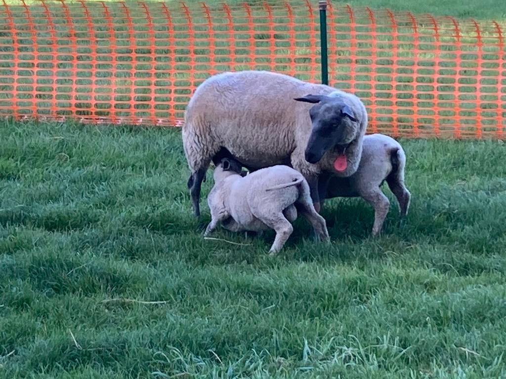 Bleu du Maine ooi te koop met 2 lammeren 1 bokje en 1 ooitje