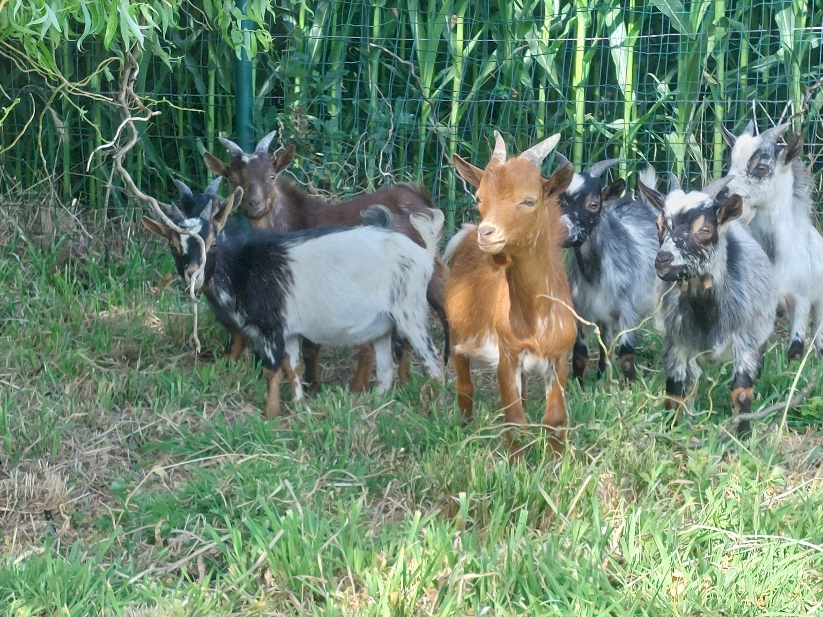 Mooie jonge bokjes, Mâle, Chèvre, 0 à 2 ans