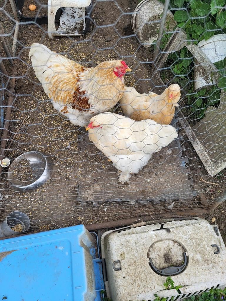Brahma trio