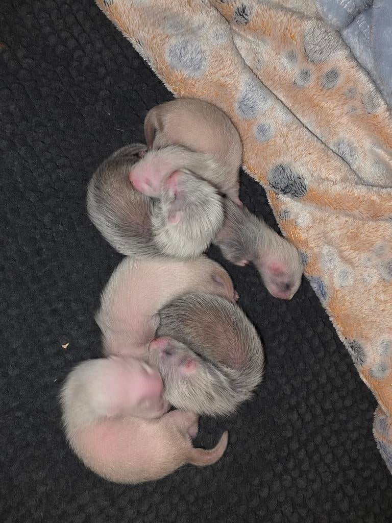 Tamme en sociale baby fretten, Furet, Domestique, Avril, Plusieurs animaux