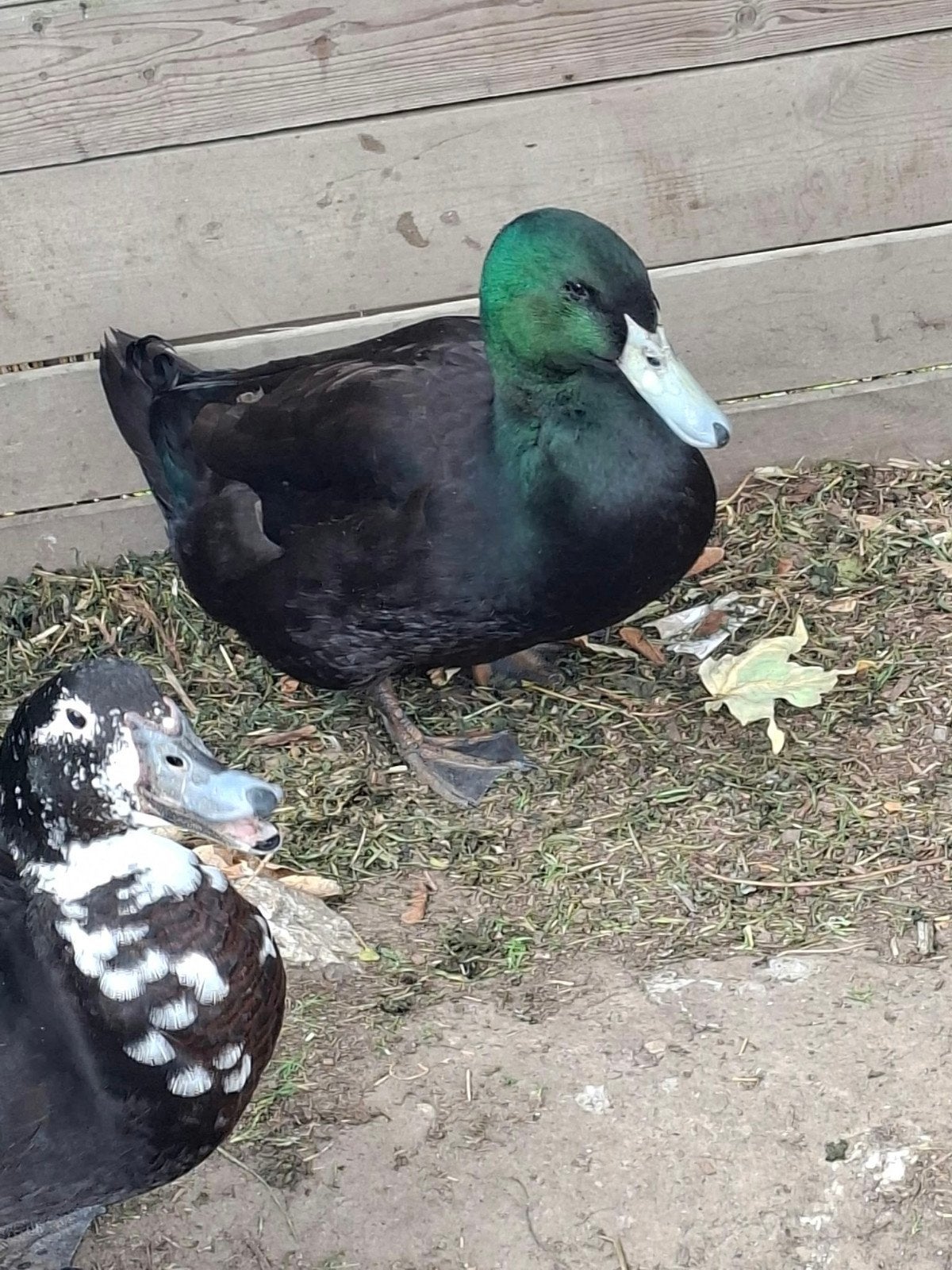 eend, Dieren en Toebehoren, Eend