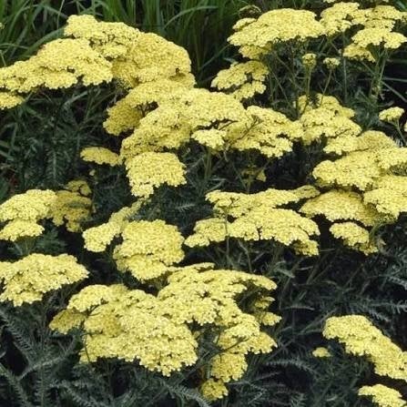Achillea soorten, Tuin en Terras, Ophalen
