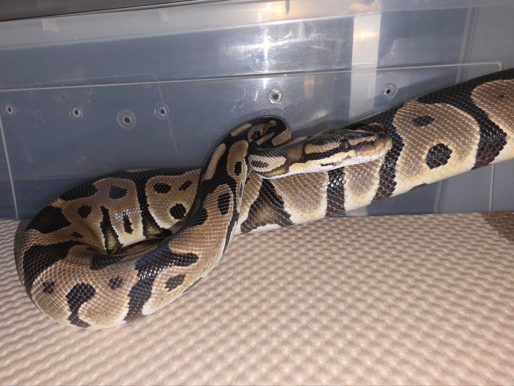 Le roi python léopard : le DG RTB, Serpent, Domestique, 3 à 6 ans