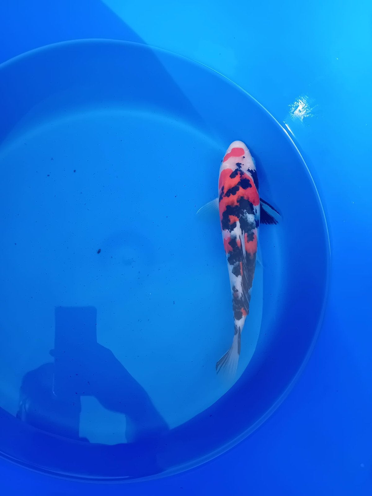 Mooie sanke japanse koi ! 28 cm
