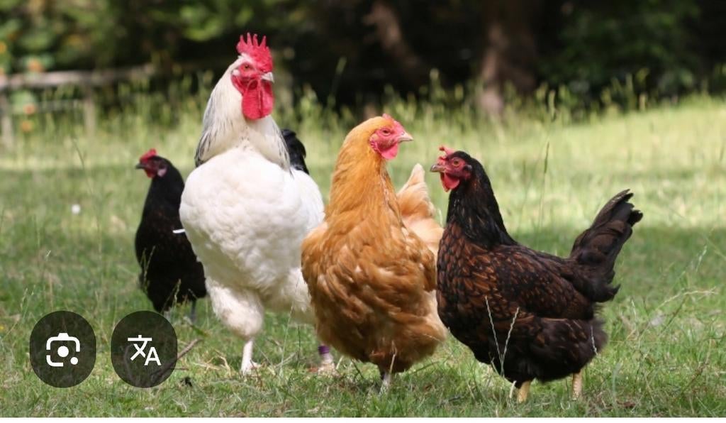 Ik zoek afgedankte kippen, konijnen en waterschildpadden, Dieren en Toebehoren
