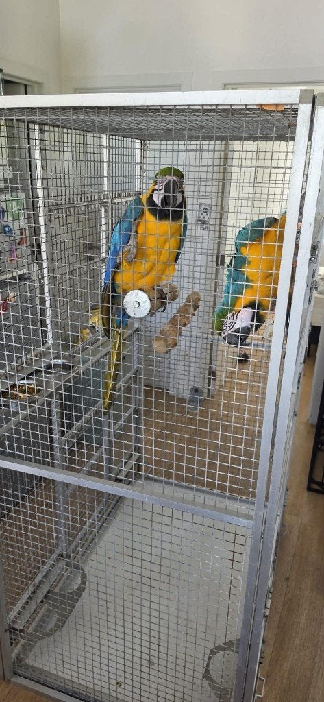 Dieren  ara papegaaien, Dieren en Toebehoren, Meerdere dieren, Papegaai, Tam