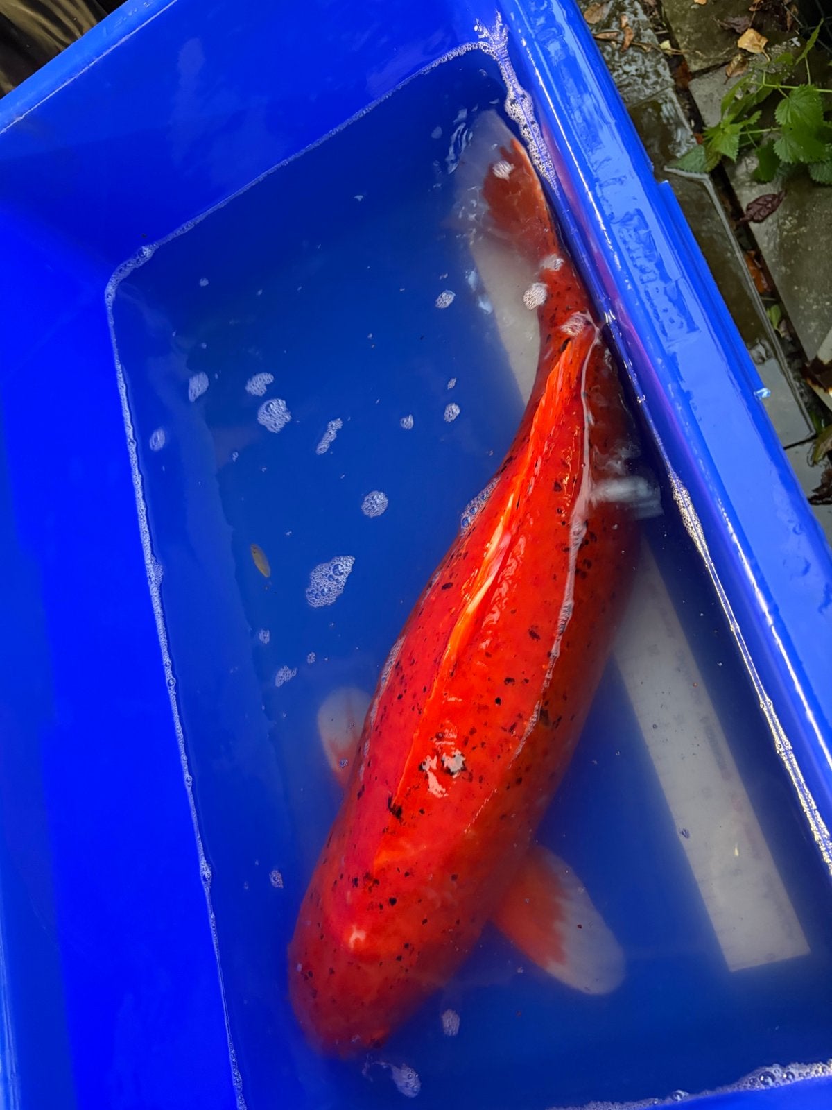 65 cm koi, Dieren en Toebehoren, Karper of Koi