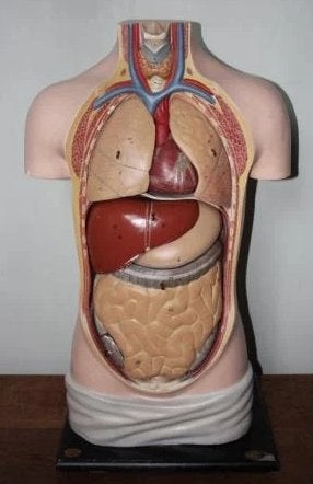 Anatomie Menselijk Torso vervaardigd uit gips, Ophalen of Verzenden