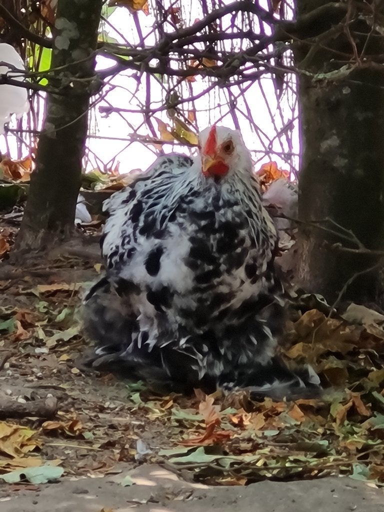 Haantje cochin kriel, Dieren en Toebehoren, Pluimvee, Mannelijk, Kip