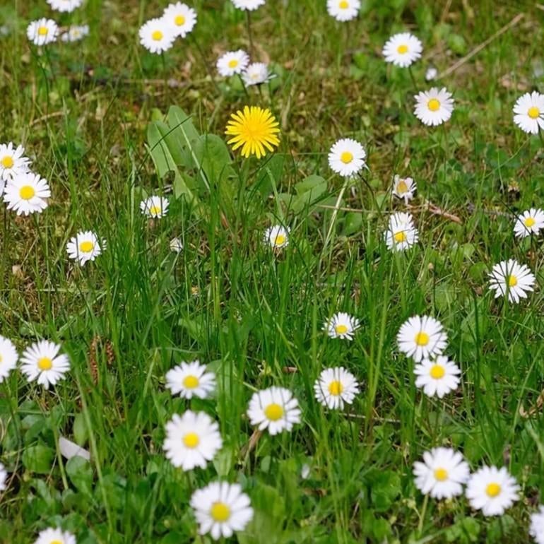 Contre les mauvaises herbes dans la pelouse (ancienne formul, Jardin & Terrasse, Pesticides, Enlèvement ou Envoi, Neuf, Répression des mauvaises herbes