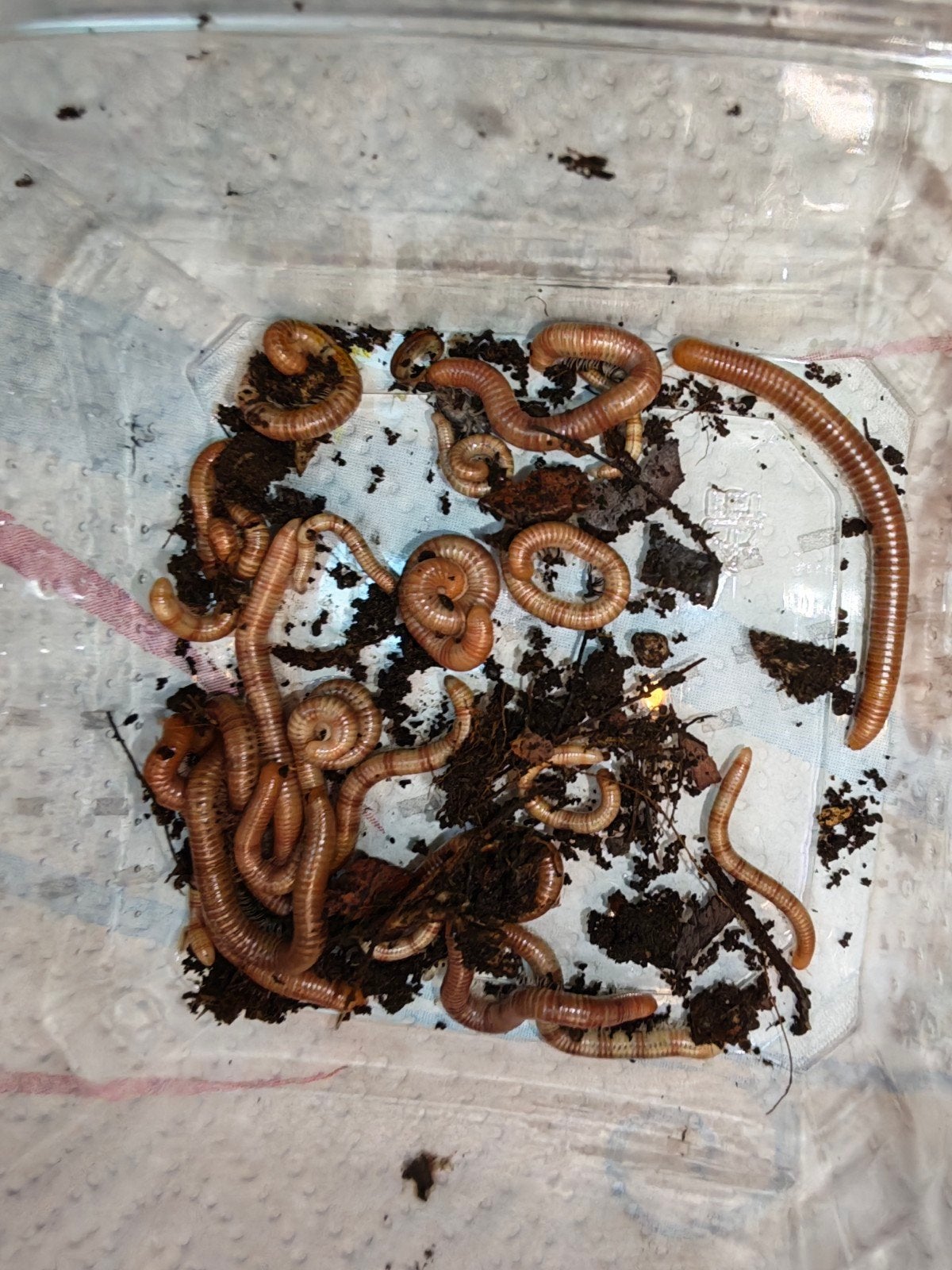10 x Spirostreptus Spec 1