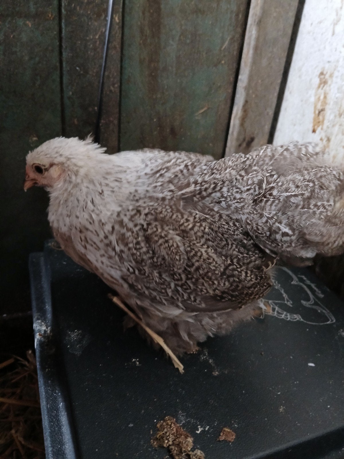Gezocht cochin kriel