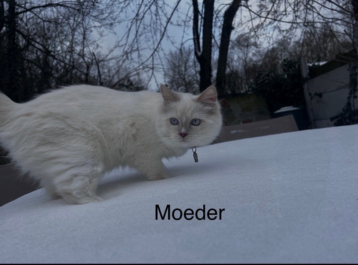 Ragdoll kittens, Plusieurs animaux, Avec puce électronique, 0 à 2 ans