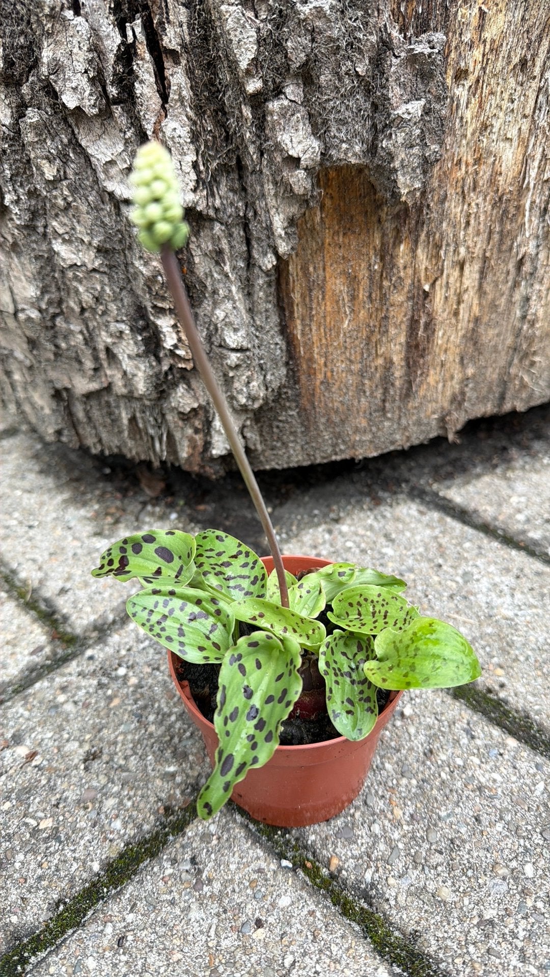 Luipaardplantje, Ophalen