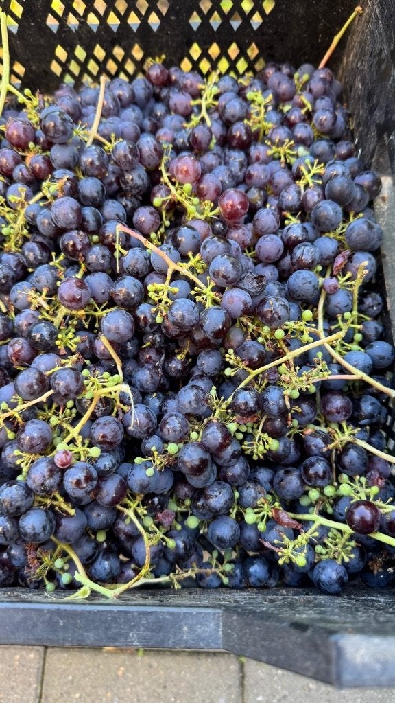 blauwe druiven, plant in pot om in volle grond te planten, Tuin en Terras, Planten | Tuinplanten, Ophalen, Vaste plant, Halfschaduw
